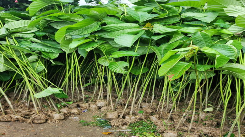 গোয়াইনঘাটে প্রধানমন্ত্রীর বিশেষ অনুদানের অর্থ ব্যয় নিয়ে প্রশ