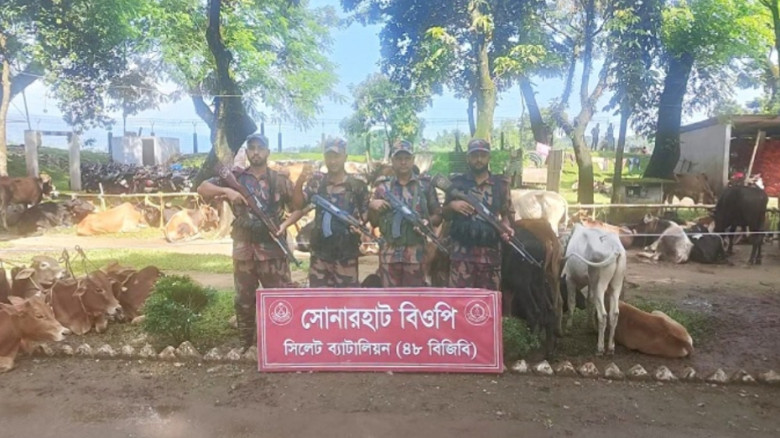 সিলেটে ১৭০ ভারতীয় গরুসহ ১ কোটি ৮৬ লাখ টাকার চোরাচালান পণ্য আ